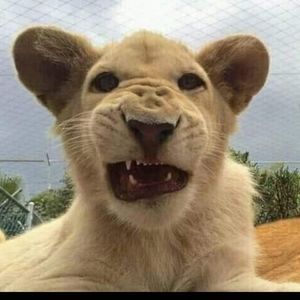 Meet your Posher, Dany